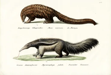 センザンコウアリクイ、1824年